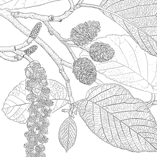 Alnus subcordata Reliktbäume Relicttrees botanische Illustration wissenschaftliche Illustration